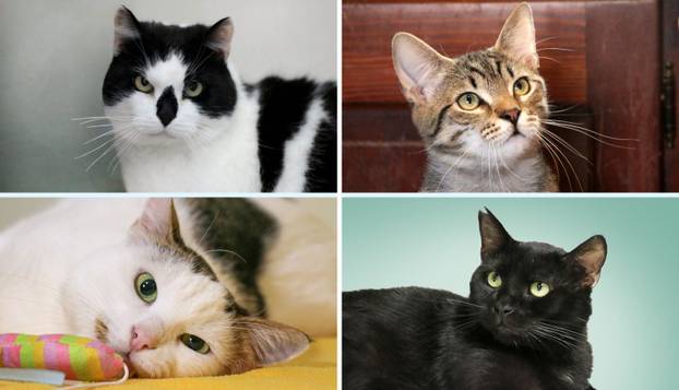 Udomite ih! Ove slatke mace u Noinoj Arci osvojit će vaša srca