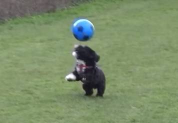 Ronaldog: Pas koji vodi loptu i žonglira postao internetski hit