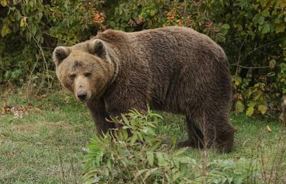 Žene pitali 'bi li radije zaglavile u šumi s medvjedom ili nekim muškarcem?' Odgovor šokira