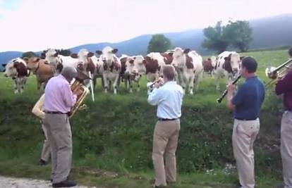 Francuska: Nasred livade su kravama odsvirali jazz koncert 