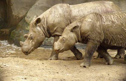 Sumatranskih nosoroga više nema u Maleziji - uginula Iman