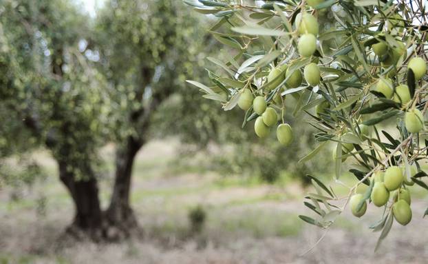 Greek,Olive,Grove,Detail