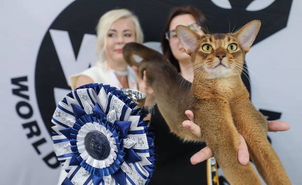 FOTO Otvorena Svjetska izložba mačaka u zagrebačkom Family Mallu! Traje i tijekom nedjelje