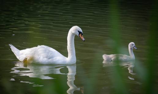 FOTO Labudovi na jezeru kod Španskog oduševili prolaznike