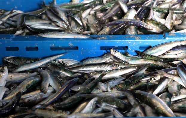 Šibenik: Poskupljenje plavog dizela još se nije odrazilo na cijene u ribarnici