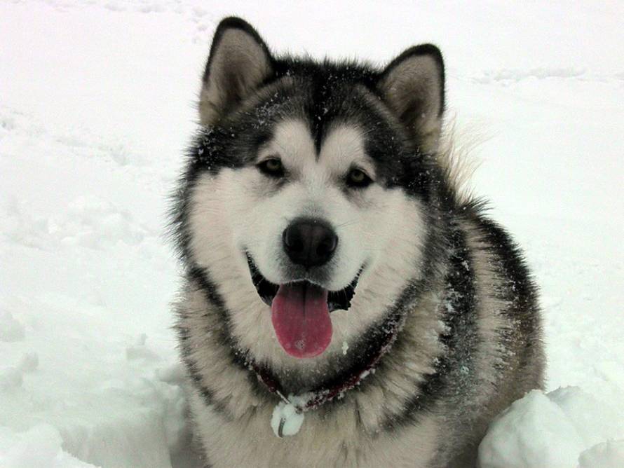 24ljubimci/Fotografije čitatelja