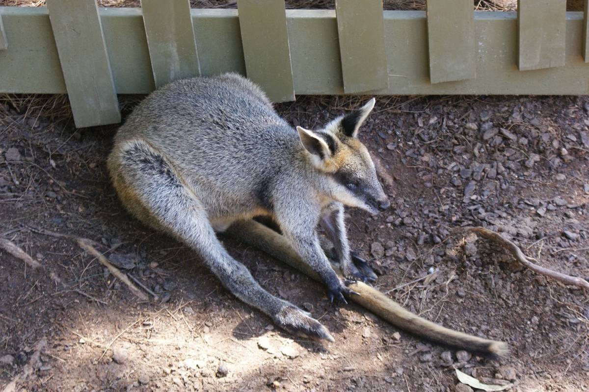 Od Canberre, grada koji nitko ne voli do džungle Sydneya