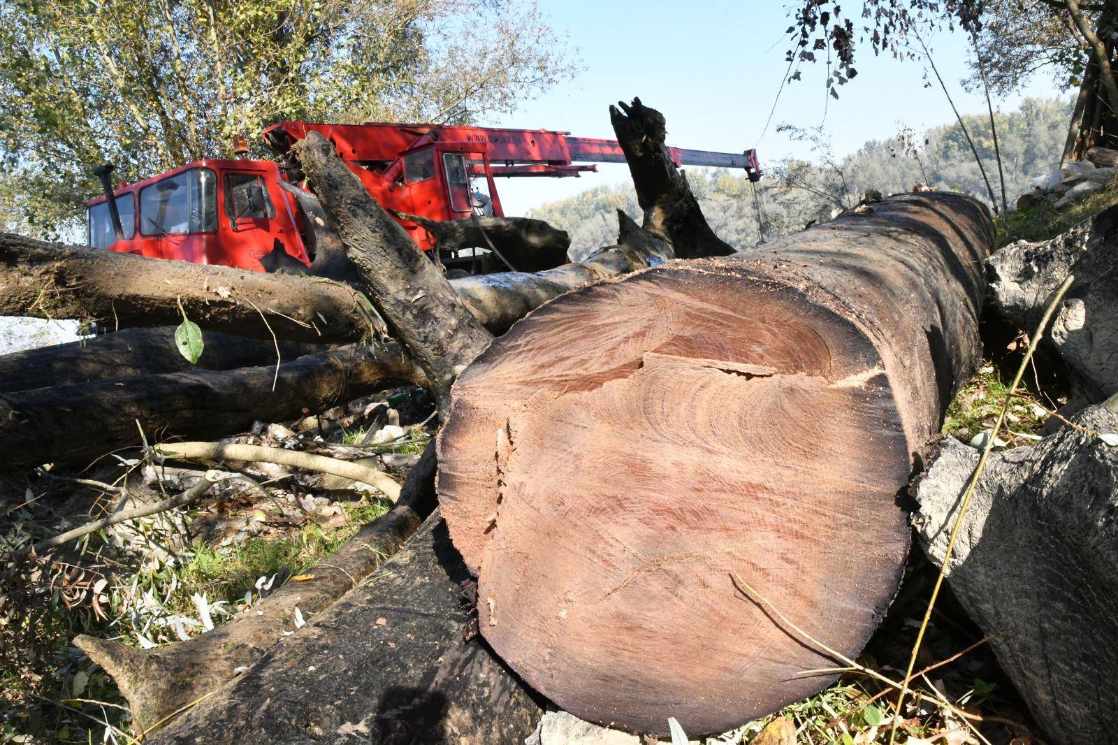 Vađenja trupaca hrasta abonosa u Orašju, visokovrijednog drveta koji leži na dnu Save