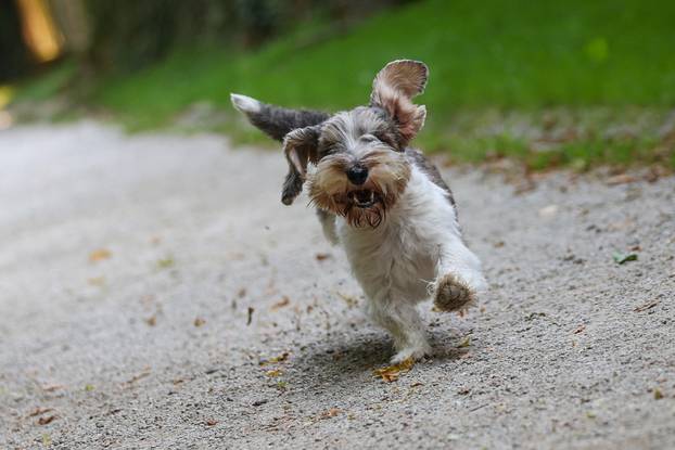 Zagreb: Hrvatska kujica Meghan proglašena najljepšim psom na svijetu