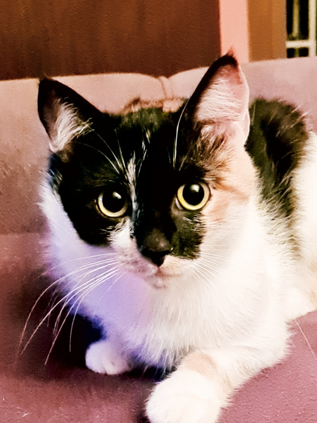 SUPER FOTKE vaših ljubimaca! Neki bi mogli biti viralni hit, ali svi su jednostavno neodoljivi