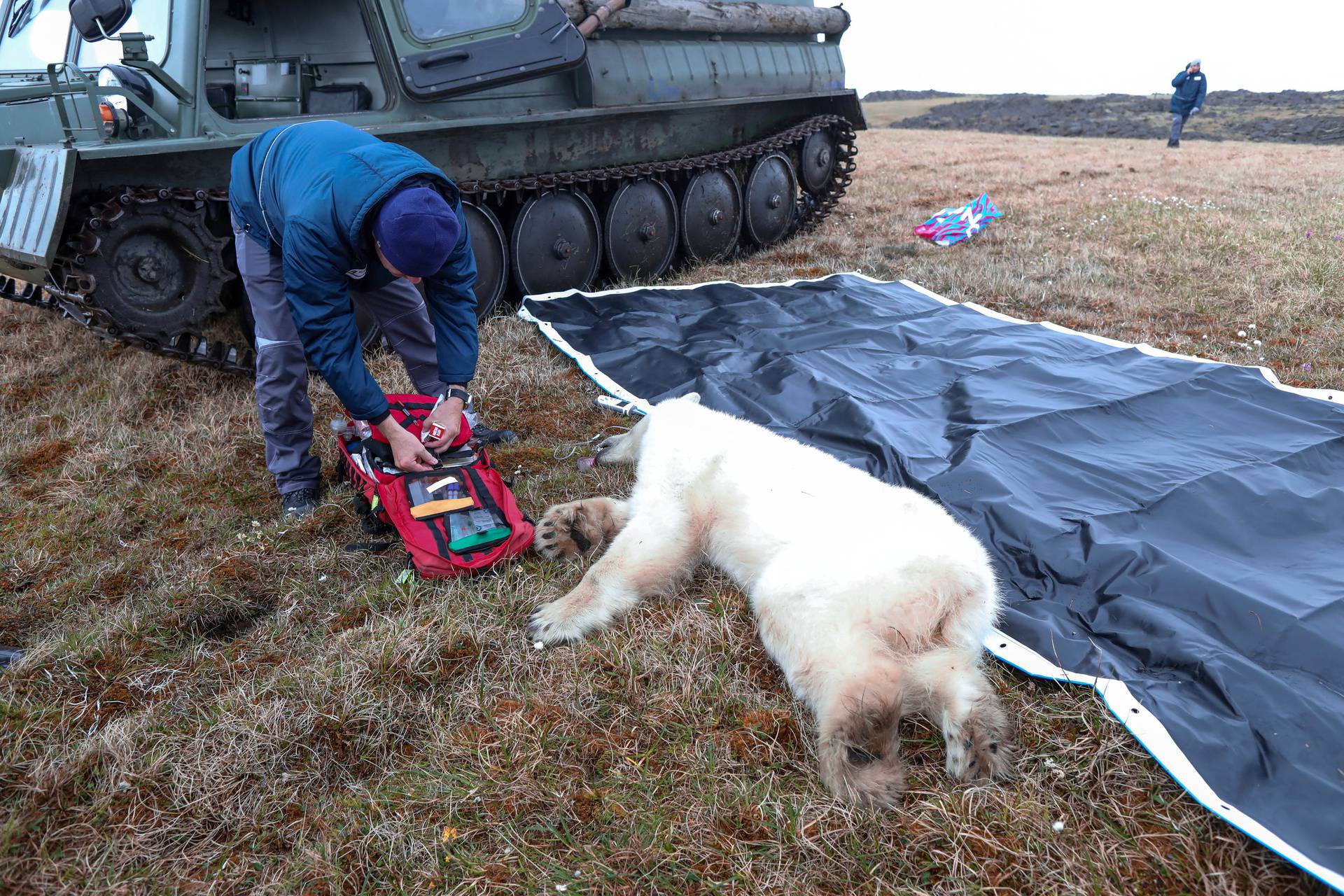 A veterinarian tends to a sedated female polar bear whose tongue was stuck in a tin can in Dikson