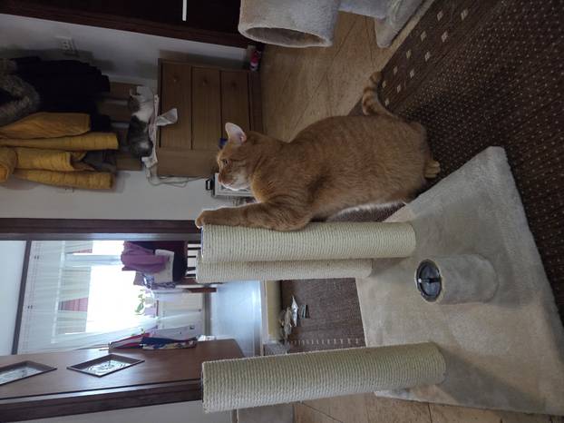 SUPER FOTKE vaših ljubimaca! Neki bi mogli biti viralni hit, ali svi su jednostavno neodoljivi