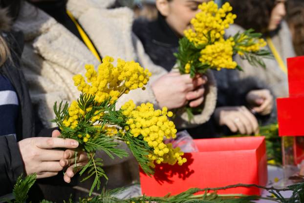 Zagreb: 19. Dan mimoza obilježen na Cvjetnom trgu