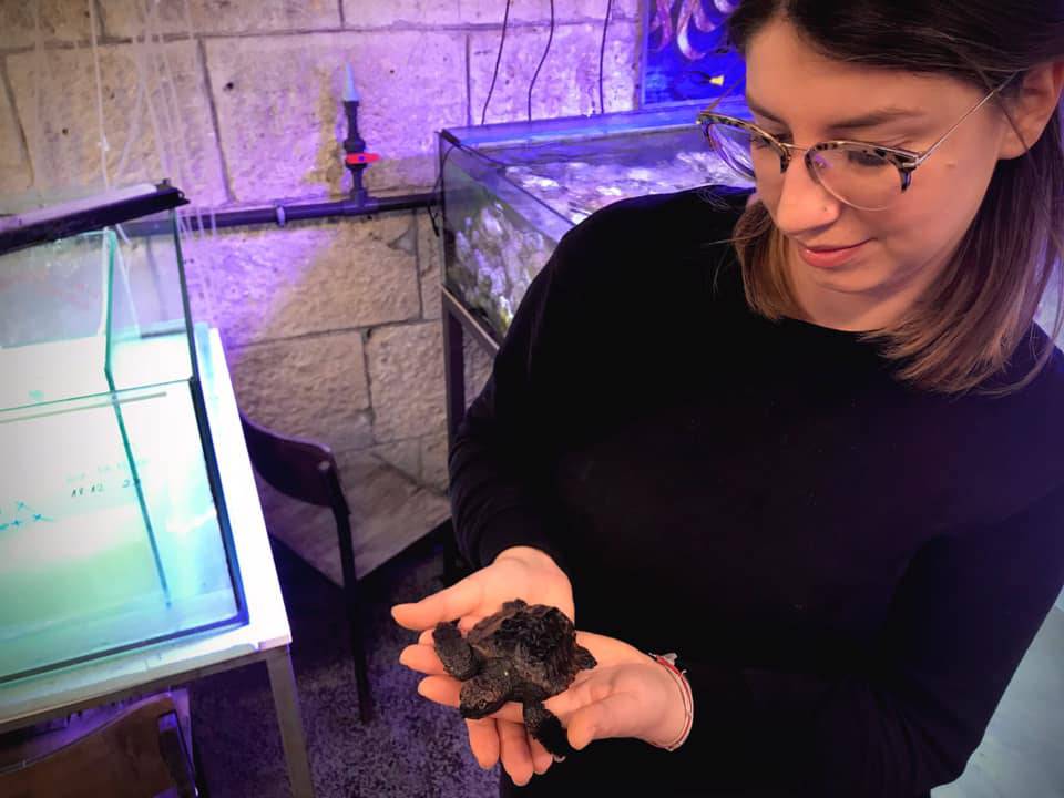 Kod Korčule našli najmanju glavatu želvu. Mini Koko je zbog ozljede na terapiji u Puli