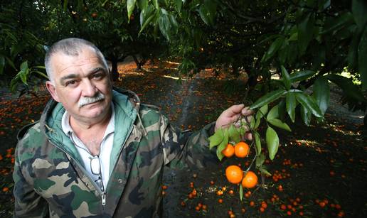 Trune 700 tona klementina, a nama se prodaju one iz uvoza