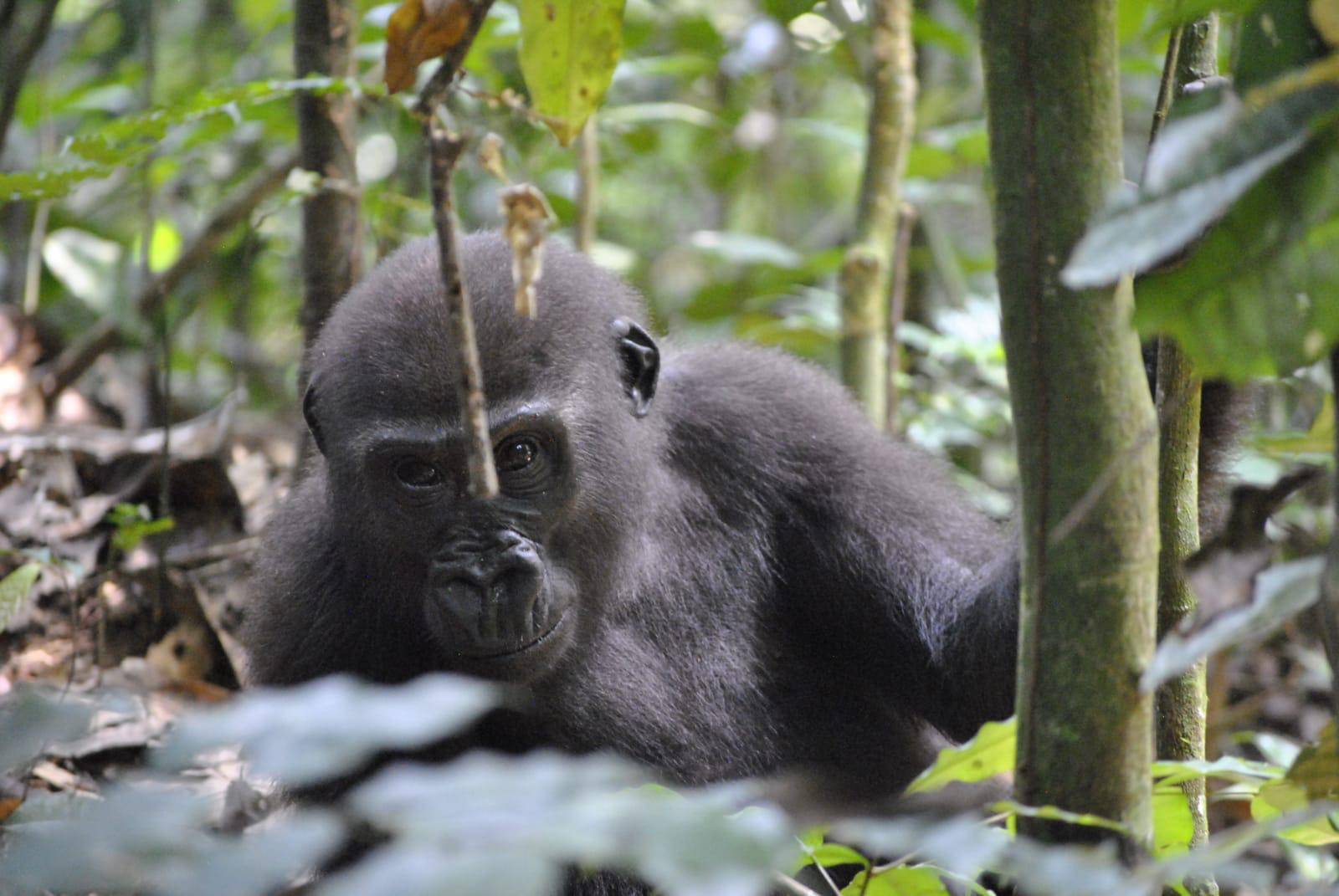 Čuvar džungle: Branim gorile i lavove od opakih krijumčara