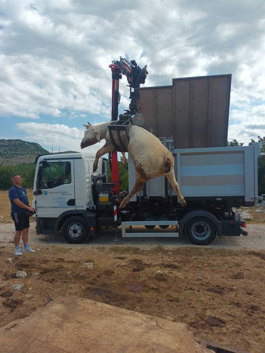 Očajni stočari za 24sata: 'Tuga i jad je u nas pod Svilajom. Meni je 15 krava uginulo, susjedu 4'