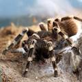 Fascinantne fobije: Veliki medo ne izaziva toliki strah kao pauk