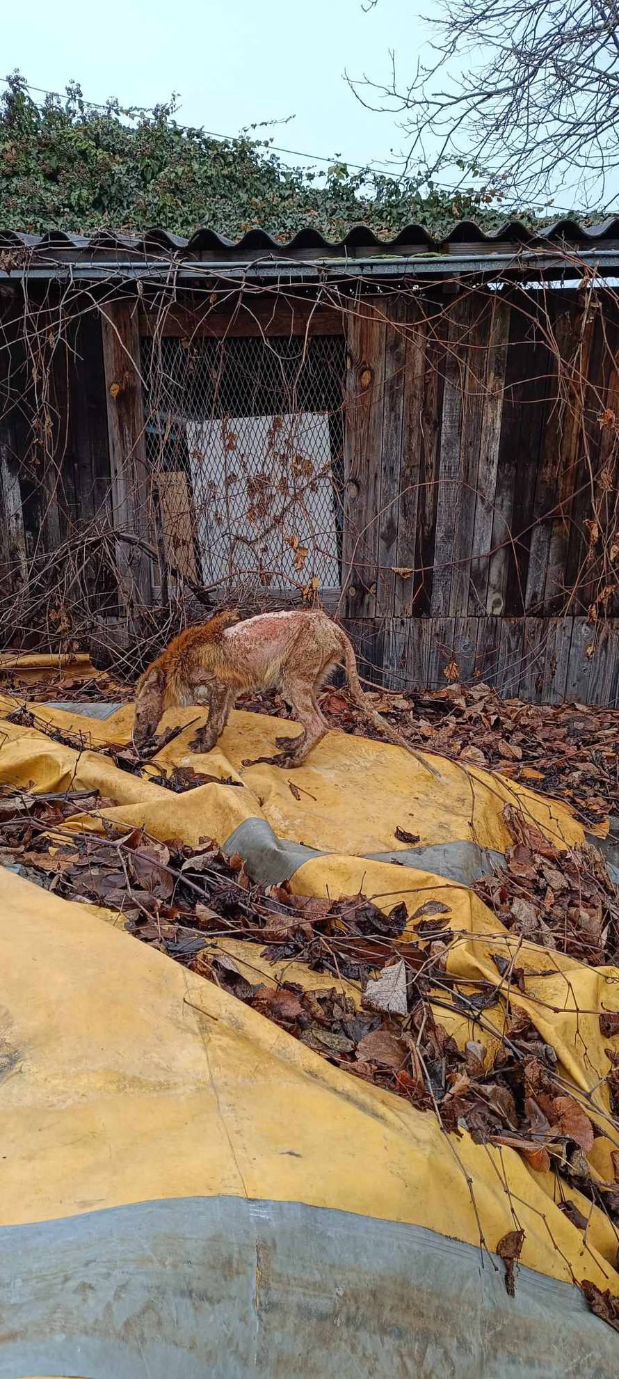 Jeziva životinja snimljena je u Zagrebu: Meksikanci bi rekli da je to mitsko biće chupacabra...