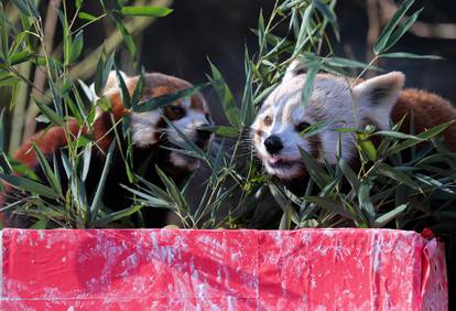 FOTO 'Djed Mraz' stigao u ZOO Zagreb i donio poslastice za sve