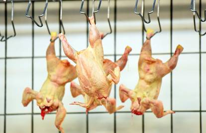 U piletini uvezenoj  iz Bosne i Hercegovine našli salmonelu