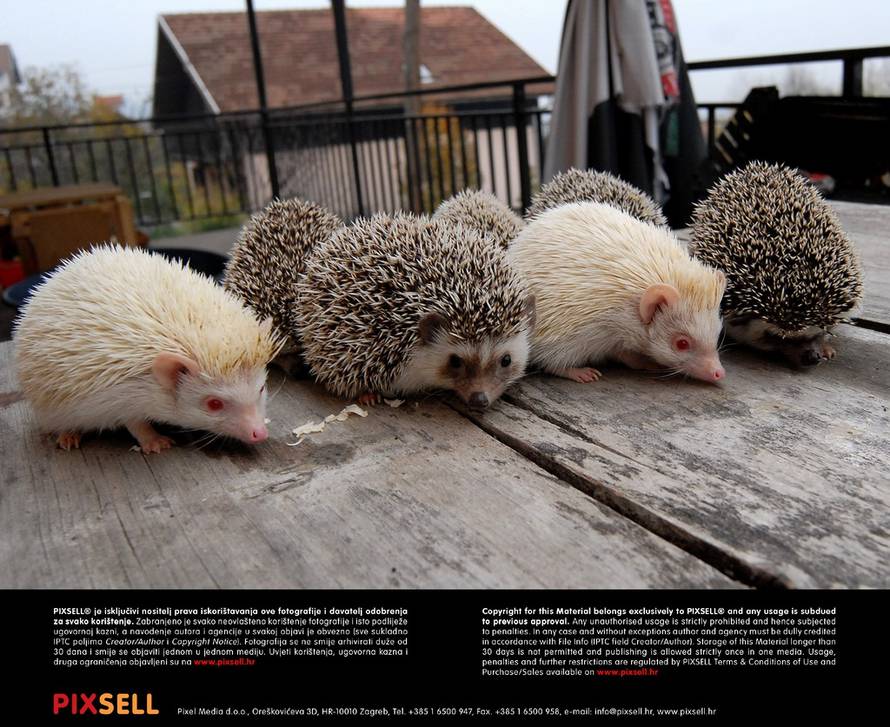 Ivica Galović/PIXSELL