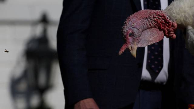 U.S. President Biden pardons the Thanksgiving Turkeys during the annual ceremony at the White House in Washington, U.S.