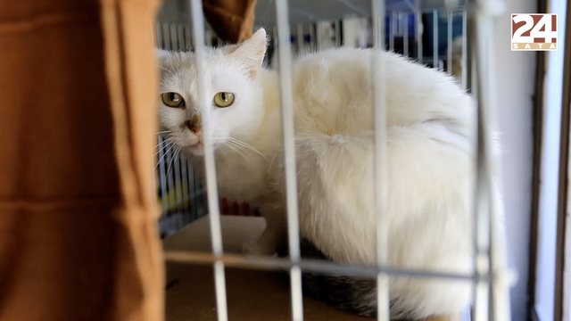 Mačka Manua spasili u zadnji tren: Žica mu je parala utrobu