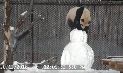 Pogledajte kako panda rastura snjegovića u Zoo-u u Torontu