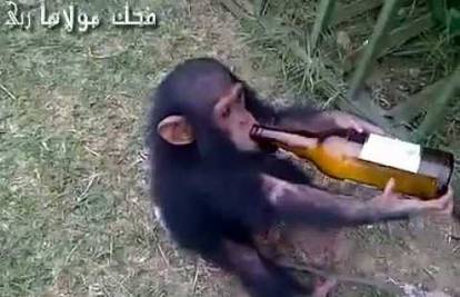 Malena čimpanza ludi kada joj se oduzme boca piva iz ruku