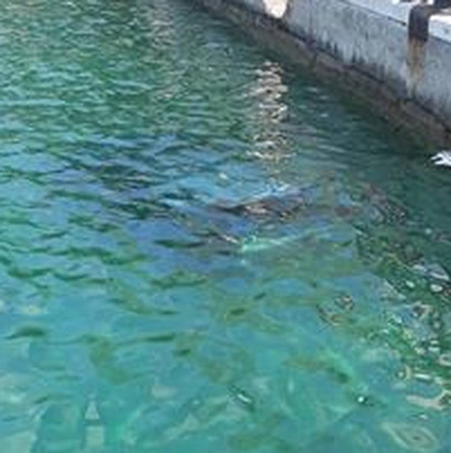 Drama kod Makarske: Skakali u more da izvuku vozača auta...