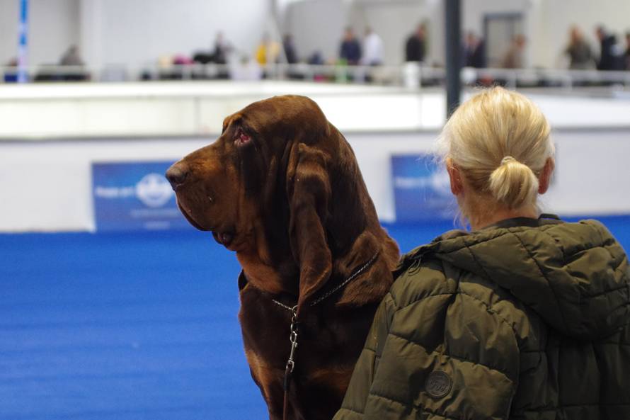 VIDEO Počelo zagrijavanje za Svjetsku izložbu pasa: Već danas je tu 4.000 lajavaca!