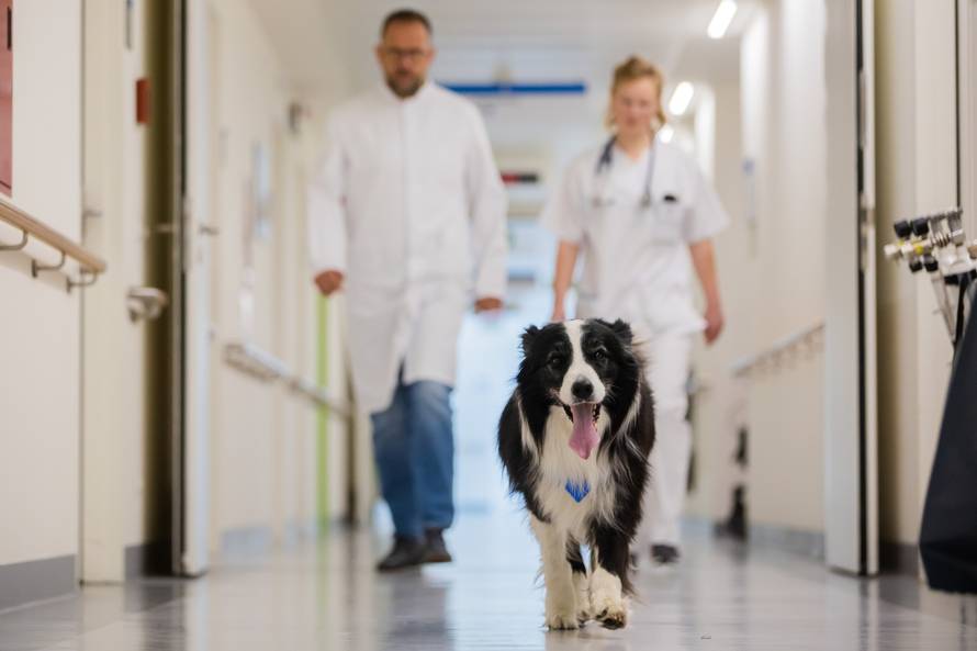 Gerijatrijski terapijski psi u Sana Klinikum Lichtenberg u Berlinu