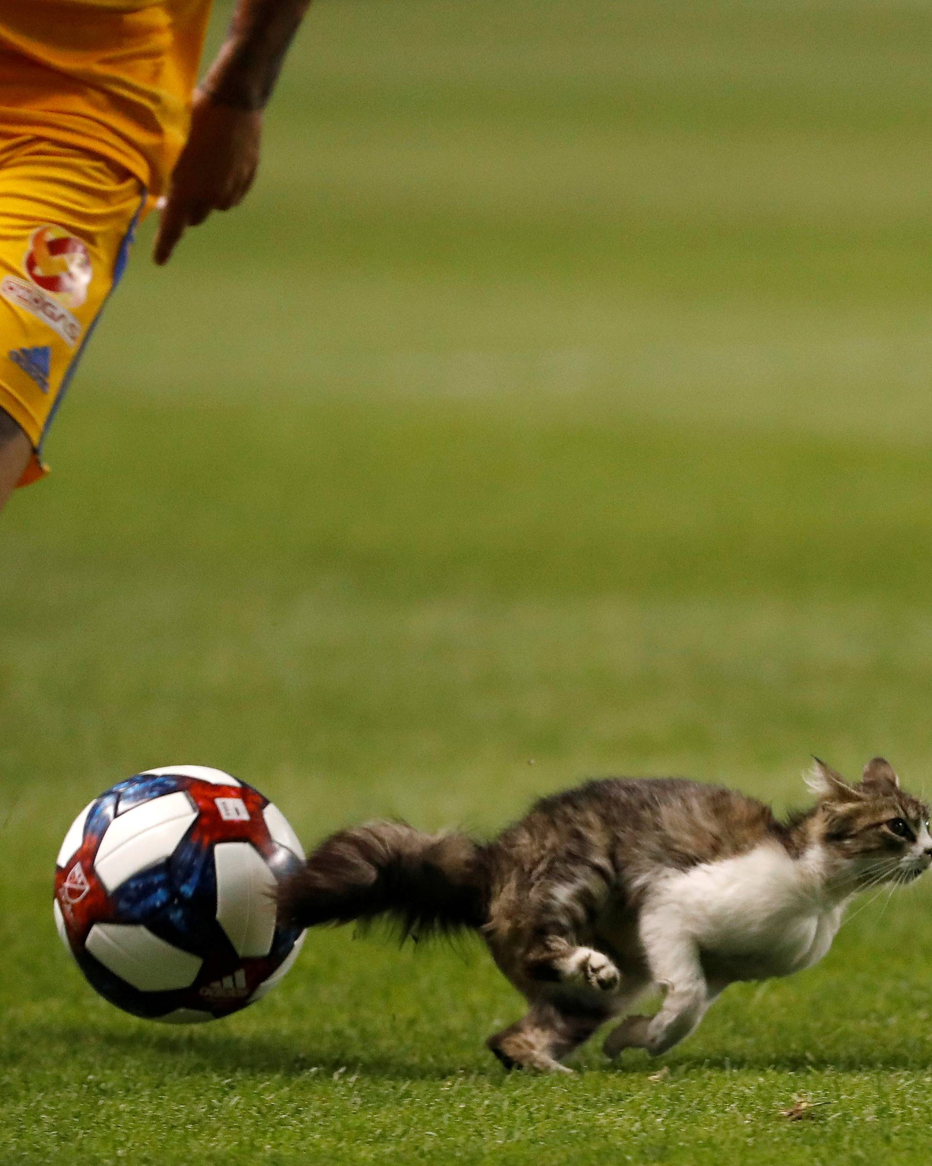 Mačka zaigrala nogomet, bolid frcao iskrama, leteći toreador...