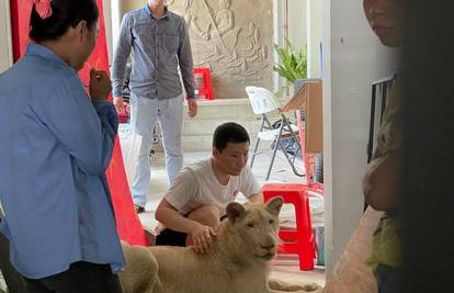 Spasili jadnu životinju: Kinez ukrao lava, odstranio mu zube i kandže pa se snimao za Tik Tok