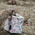 Životinje u zagrebačkom ZOO-u dobile su božićne poklone: 'Ovo njima obogaćuje životni prostor'