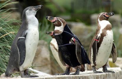 Ćelavi pingvin nosi kupaći kostim za zaštitu od sunca
