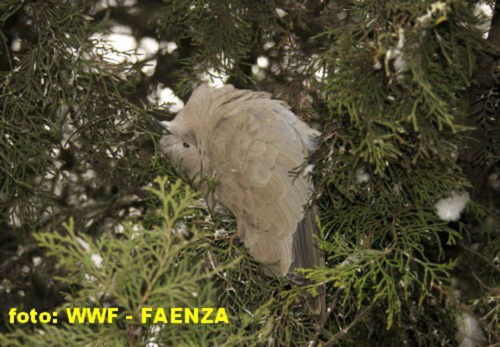 WWF Faenza