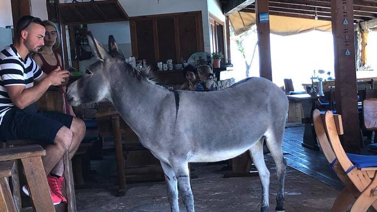 Napuštena magarica Mija više nije sama i ostaje na Kapriju