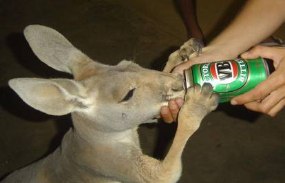 Australija: U nedostatku alkohola piju osvježivače