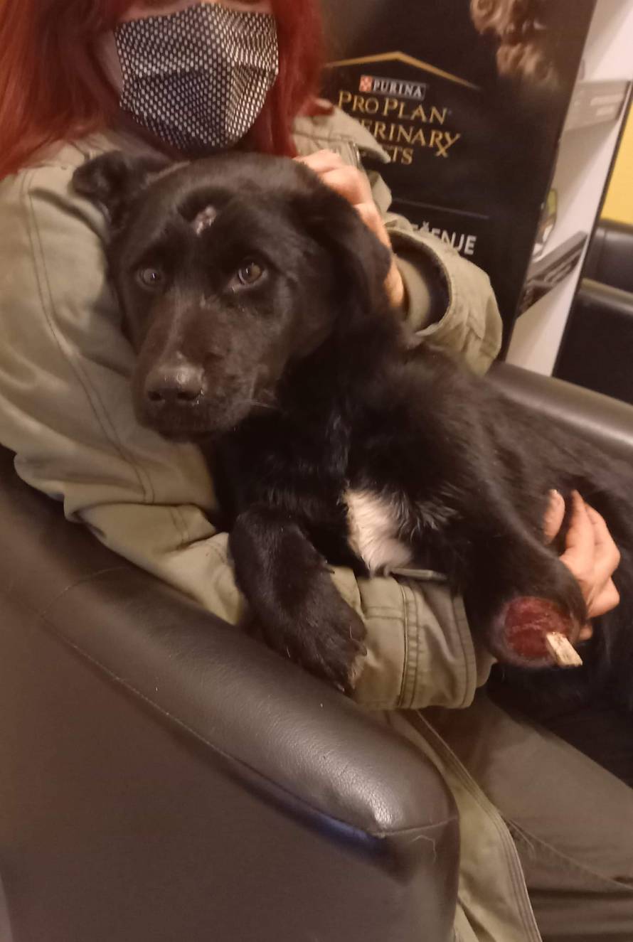 Pronašli psića odrubljenih šapa s prostrijelnom ranom na čelu: Mislimo da ga je netko bacio