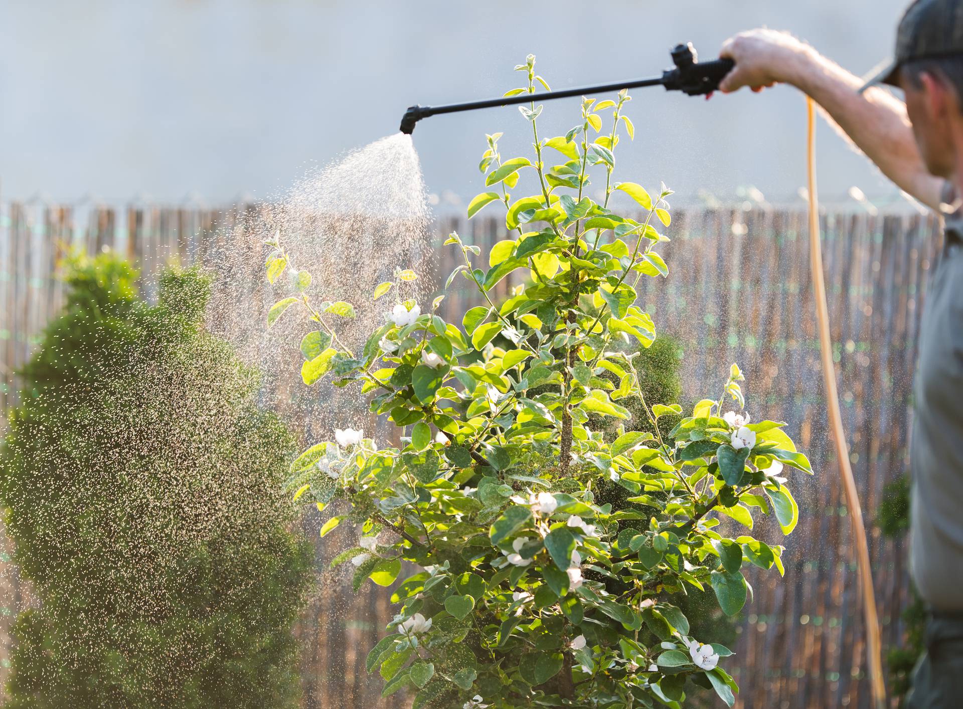 EU zabranjuje uvozno voće u kojem je insekticid klorpirifos