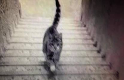 Cijeli svijet se pita: Hoda li ova mačka uz ili niz stepenice?