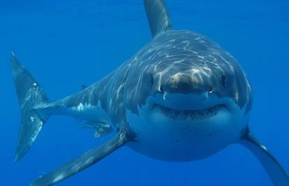 Više od polovice morskih pasa u Sredozemlju i dalje ugroženo