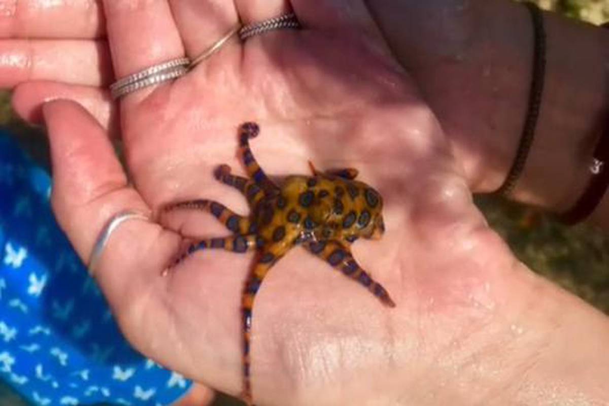 Vidi, slatka hobotnica: U ruci je držala životinju koja ubije 26 ljudi u samo nekoliko minuta