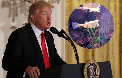 Otkrili ribu koja sliči Trumpu, slučajno ili ne, riba je otrovna...