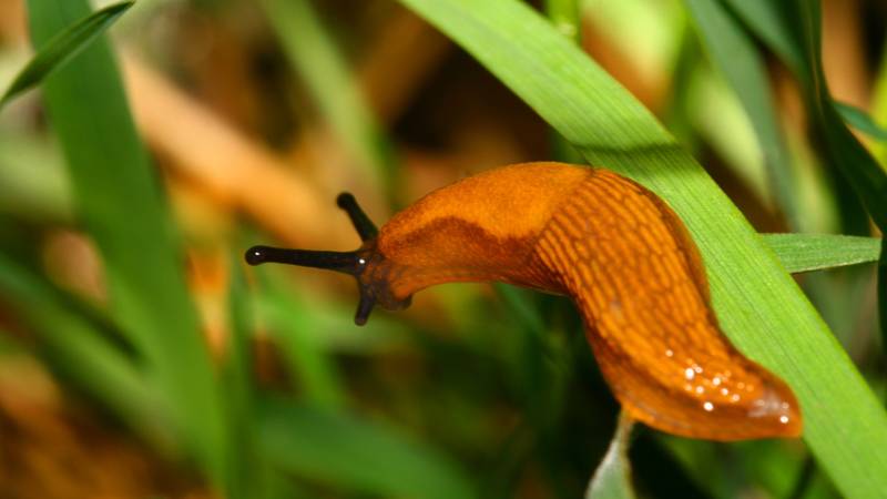 Prirodni savjeti za borbu protiv puževa i drugih štetočina u vrtu