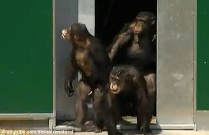 Laboratorijske čimpanze su nakon 30 godina ugledale dan