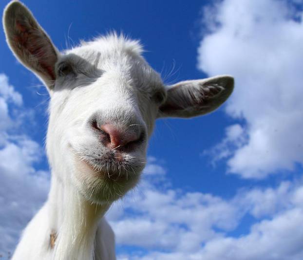 Portrait of a funny goat looking to a camera over blue sky backg