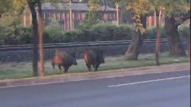 VIDEO Jutarnje razgibavanje divljih svinja. Trčali uz prugu u Zagrebu: 'Išli su prema centru'